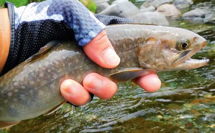 渓流エサ釣りで51cm大型ニジマスに良型イワナなど17尾【桂川・山梨】