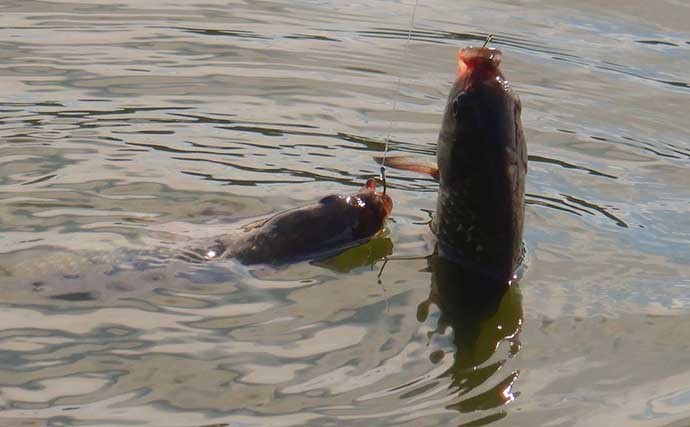 埼玉・慈恩寺親水公園でのマブナ釣行で本命28尾　「ミミズ」エサが奏功