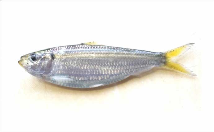 堤防サビキ釣りの定番魚「サッパ」と「コノシロ」の違いと見分け方