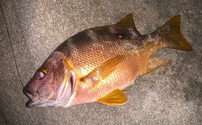 夜の地磯でモンスターハンティング　『釣りドコ』使って住処を直撃