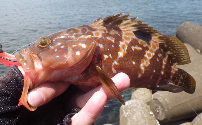 陸っぱりから36cmキジハタ手中　プラッギングでのヒットに満足【福井】