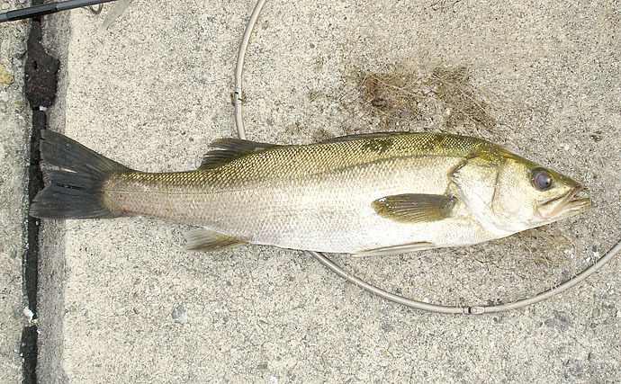 陸っぱり泳がせ釣り解説　4つの仕掛けの使い分けと釣果UPのコツ