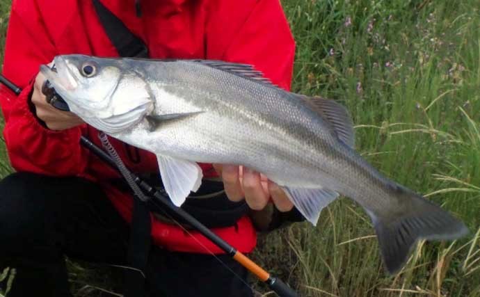 夏の信濃川でシーバスを釣る方法：使用するルアー種類と有効な使い方