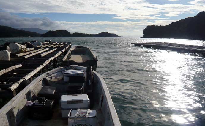 カカリ釣りで40cm頭にクロダイ22匹快釣　数釣り達成は濁りのおかげ？