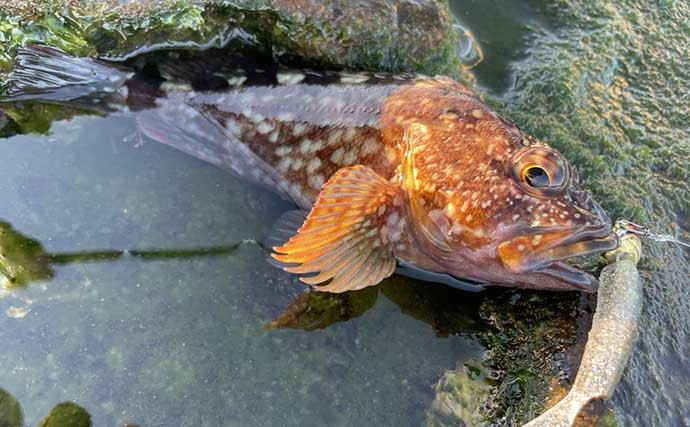 「猫の島」は釣り天国？　陸っぱりライトゲームでマダイなど8魚種ゲット