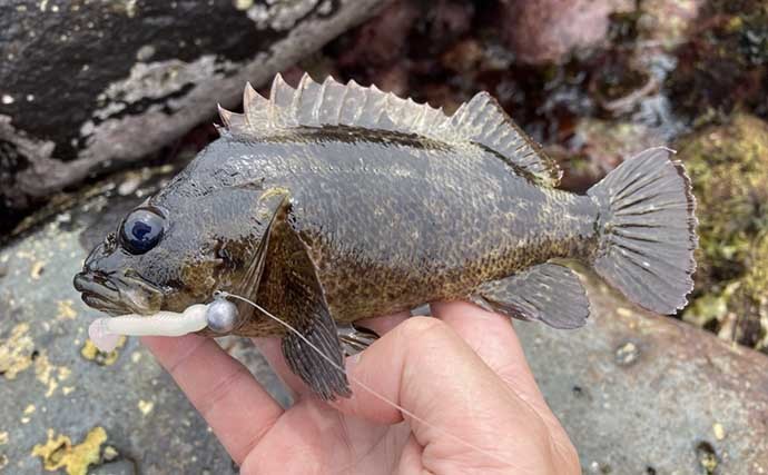 ムラソイ釣りで快引堪能 ゴロタ場をジグヘッドリグで探ってヒット