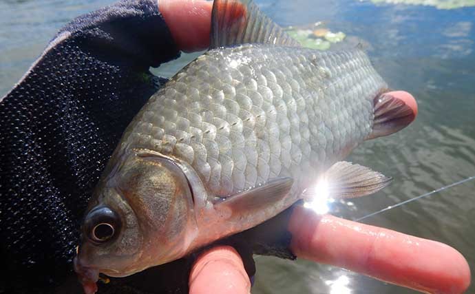 埼玉・慈恩寺親水公園でのマブナ釣行で本命28尾　「ミミズ」エサが奏功