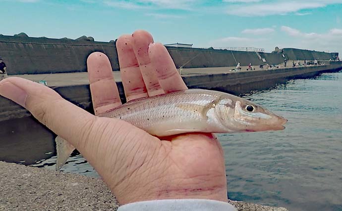 堤防ファミリーフィッシングで魚種多彩　100均ジグでワカシも手中