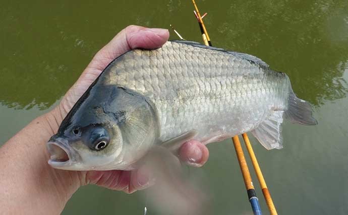 管理釣り場の底釣りでヘラブナ快釣　開始から活性高く良型ばかり25匹