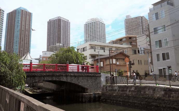 夕マヅメに都心でハゼ釣り堪能　釜揚げシラスエサで35尾手中【佃掘】