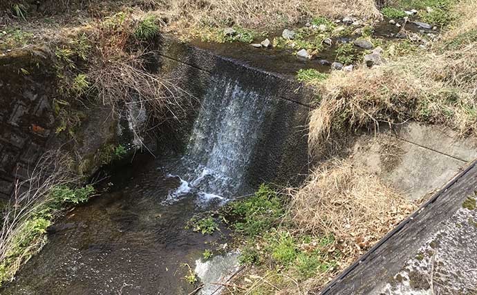 淡水小物釣りでタカハヤにカワムツ連打　河川にも春到来で魚は高活性