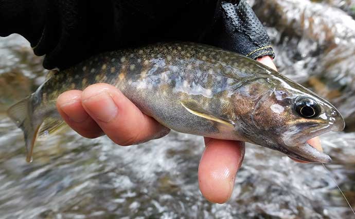 シーズン終盤の渓流エサ釣りで良型ヤマメ＆イワナ手中　サイズ感に満足