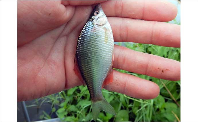 夕マヅメの淡水小物釣りでタナゴ中心に快釣　釣果アップ3つのコツとは？