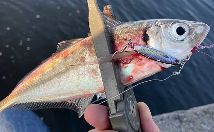 陸っぱりルアー釣りファンが思う【アジ釣りの魅力】　ハマりすぎ注意？