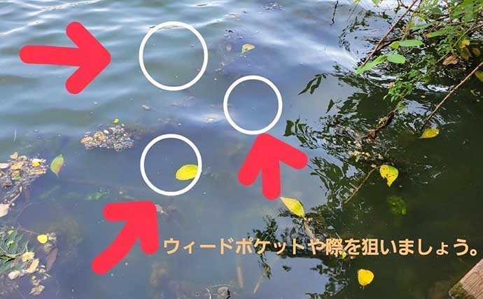 夏のブラックバス釣りを【スピナーベイトで攻略する方法】