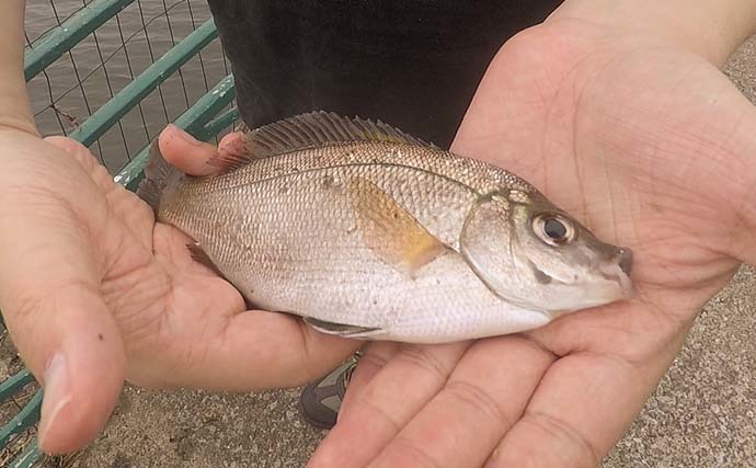 横須賀海辺釣り公園で胴突き＆サビキ釣り　時合いにイワシが入れ食いに