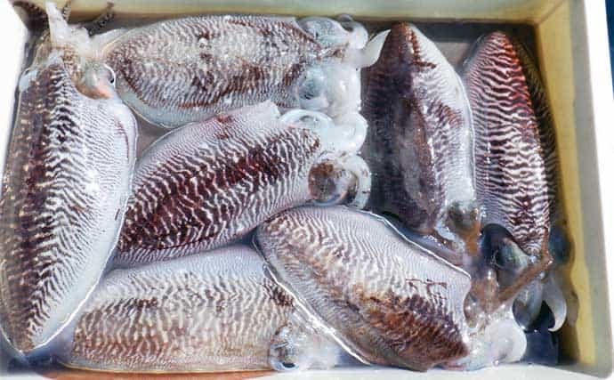 【三重・愛知】沖のエサ釣り最新釣果　カワハギ船で25cm超え本命ゲット