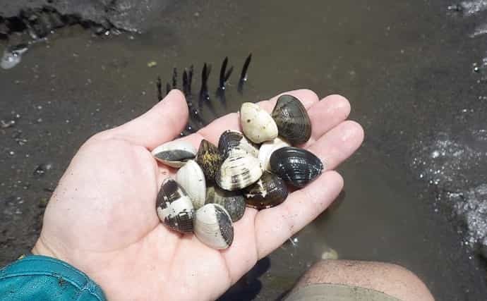 家族で潮干狩り満喫　アサリ1.7kgにツメタガイ27個【神奈川・海の公園】