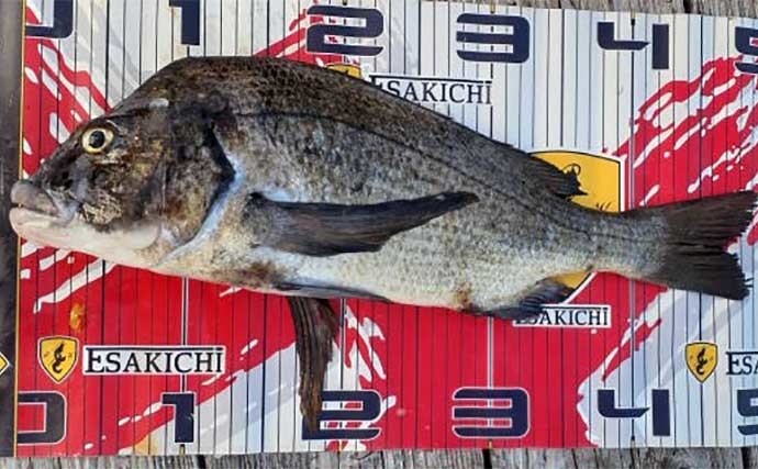 【三重】イカダ＆カセ最新釣果 好ゲスト混じりで年無しクロダイ浮上