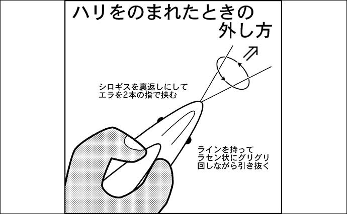 3ケタ釣果が狙える『船キス釣り』入門解説　ビギナーに最適＆やり込み要素も