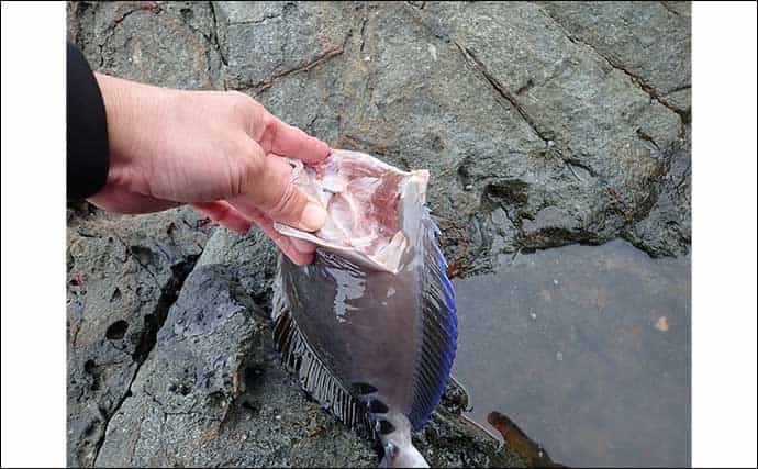 ゲスト魚レシピ：「二ザダイ」の刺し身　冬と春は生食がオススメ