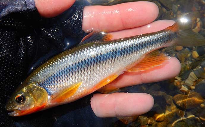 山梨県の鶴川で清流小物釣り堪能　半日のミャク釣りで6魚種58尾の好釣果