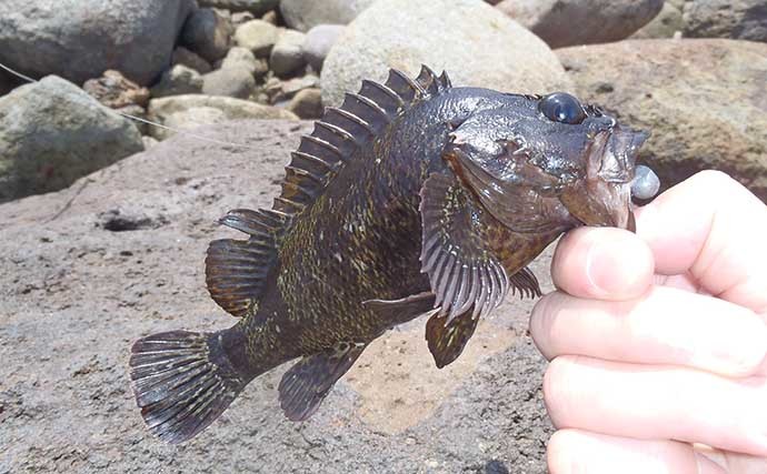 初心者にもおすすめ【ムラソイ穴釣り】　生態・シーズン・釣り方を解説