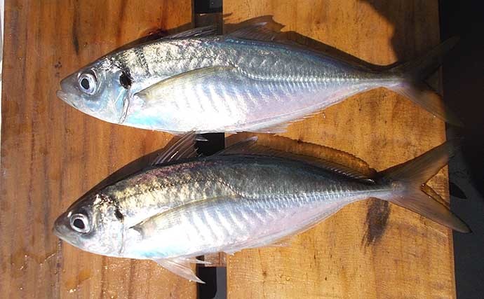 夏が美味の「マルアジ」釣り　庶民派の魚は安価なサビキ仕掛けがお好き？