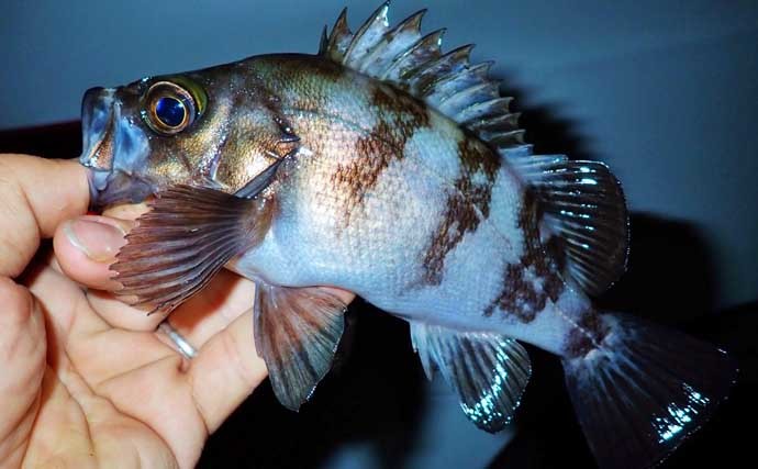 自己流釣り方で堤防釣り満喫　ジグヘッド+虫エサにノベザオでグレ狙い