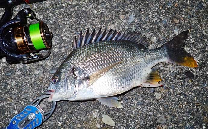 自己流釣り方で堤防釣り満喫　ジグヘッド+虫エサにノベザオでグレ狙い