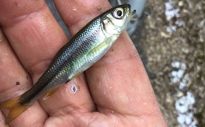 淡水小物釣りでタカハヤ入れ食い堪能　雨天後タイミング狙いが的中？