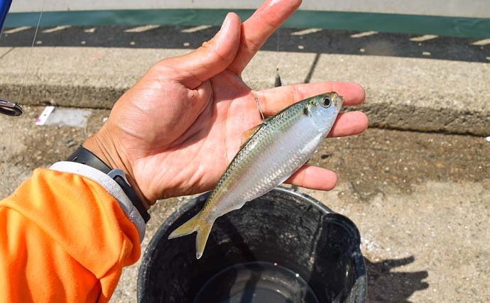 堤防の遠投サビキ釣りでサッパ24匹　誘って誘ってポツポツ顔出し