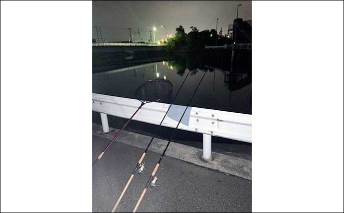 夜の筏川でのブッコミ釣りでウナギ釣り10匹　モエビエサで連発