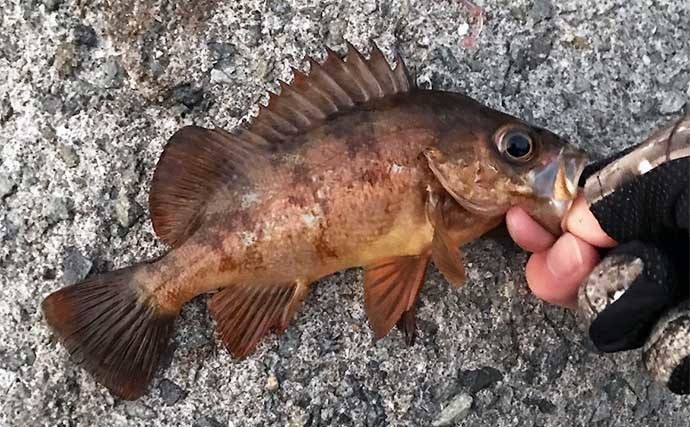 【メバル釣りの魅力】　陸っぱりルアー釣りファン視点で徹底解説