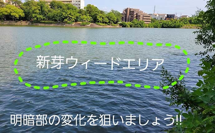 夏のブラックバス釣りを【スピナーベイトで攻略する方法】