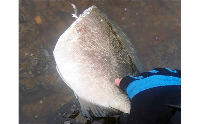 釣りのゲスト魚レシピ：イスズミのたたき　美味な時期は冬に限定？