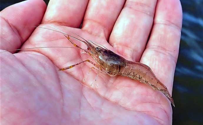 夕マヅメのテナガエビ釣りでメス主体に12尾手中【東京・都立水元公園】