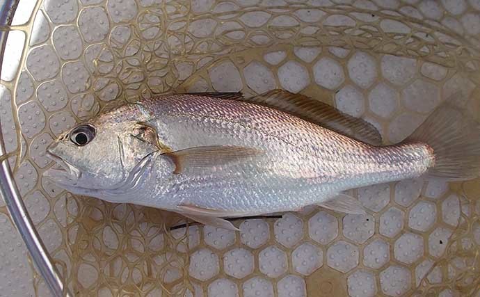 明石沖ボートサビキ釣りで尺超えアジ手中　コマセ不使用の釣り方とは？