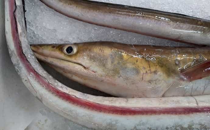 熊本の八代海でハモ漁が盛期に　関西の魚と思われがちも実は隠れた名産地