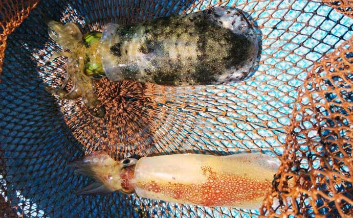 【三重】カカリ釣り最新釣果　各地で年無し含み良型クロダイ顔出し