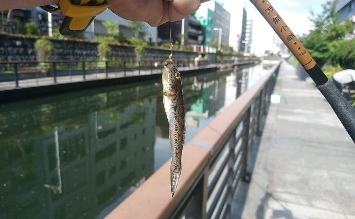 スカイツリーの真下でハゼ釣り満喫　短時間でマハゼ51匹キャッチ