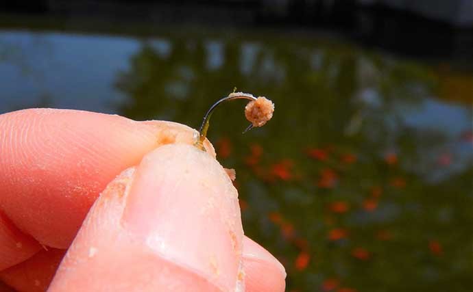 淡水釣り堀で子連れキンギョ釣り　ウキ不使用の見釣りが難しくて面白い