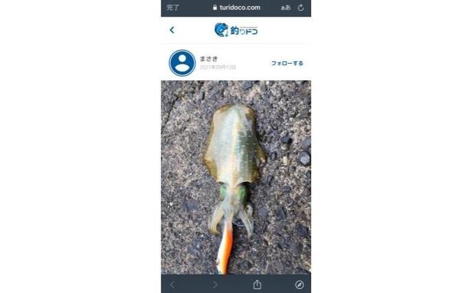 新子アオリ狙いのエギングで連発　『釣りドコ』活用で全場所ヒット達成