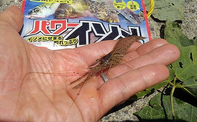 酒匂川河口のテナガエビ釣りで本命2匹　攻略のポイントは「上げ潮」？