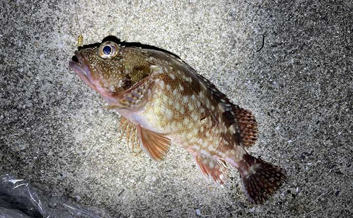 夜の堤防でアナゴ釣り　本命手中もタチウオ回遊の影響か低活性に苦戦