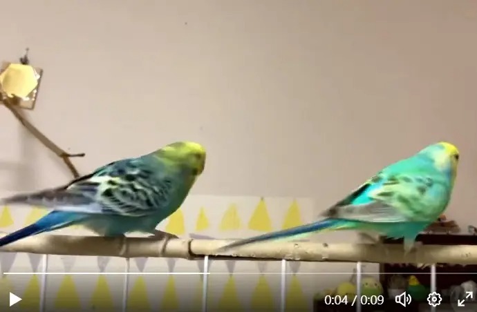 インコが魅せる息ぴったりの3回転　つい何度も見たくなる……！