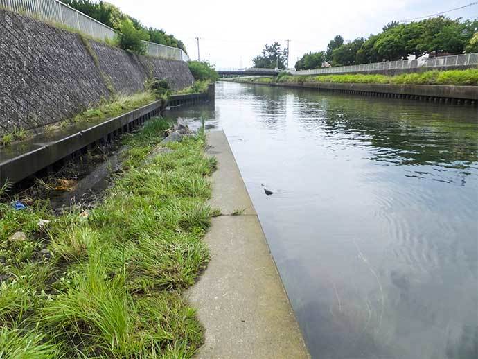 ハゼ＆テナガエビの好釣り場紹介：横浜〜藤沢市【神奈川】