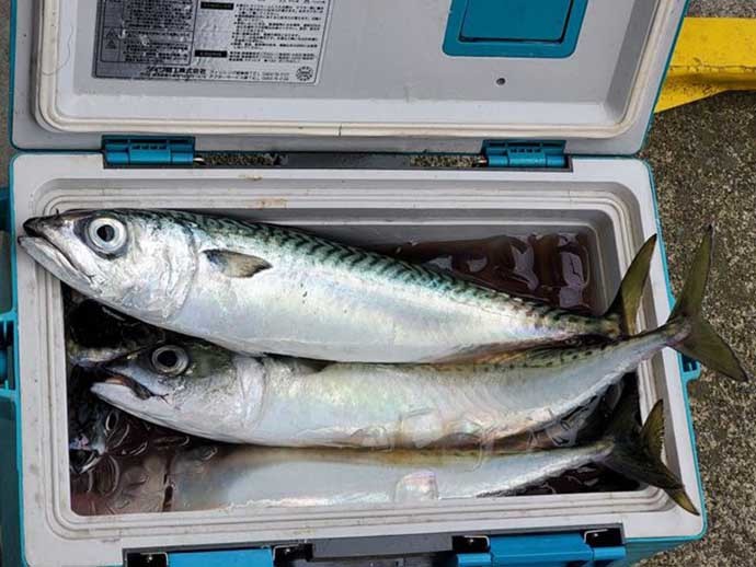 週末ナニ釣れた？沖釣り速報：相模湾LTルアー船で良型サバ盛況【関東】