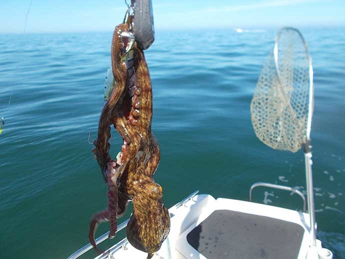 半夏生（はんげしょう）に食す明石タコを釣り上げる　500g頭に6匹手中