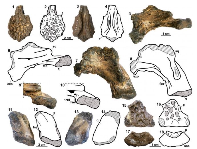 スペインで”アフリカのワニ”の化石を発見！600万年前に「海を泳いで移動していた」